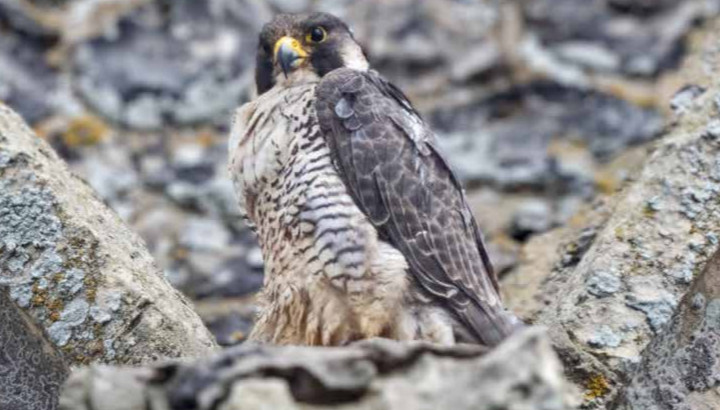 Faucon pèlerin (Falco peregrinus) © David Tipling